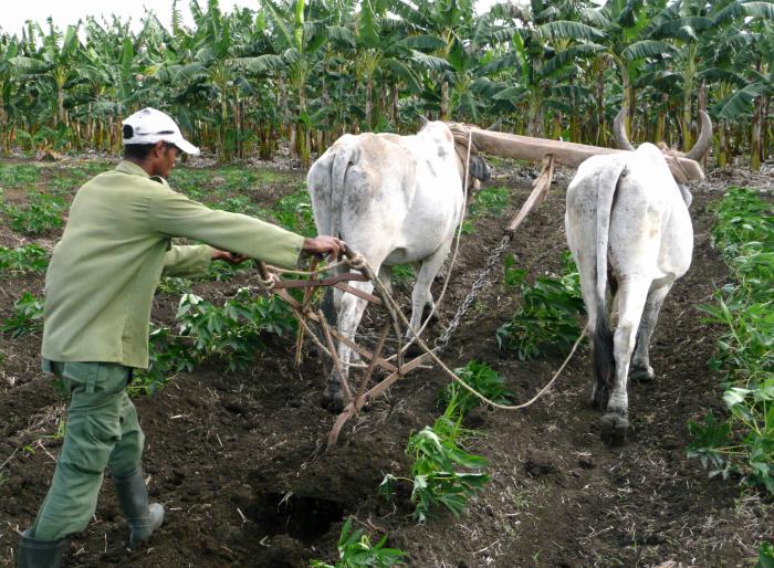 Urge girar la mentalidad productiva hacia la diversificación