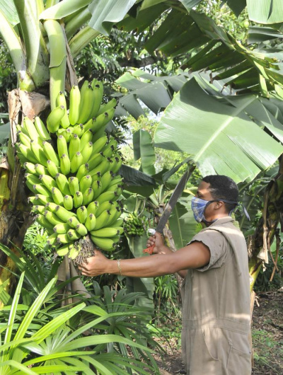 Incentivos y oportunidades de la política de comercialización de productos agropecuarios