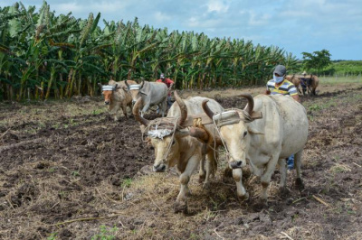 La soberanía alimentaria del país empieza en el aporte del municipio