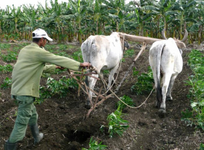Urge girar la mentalidad productiva hacia la diversificación 