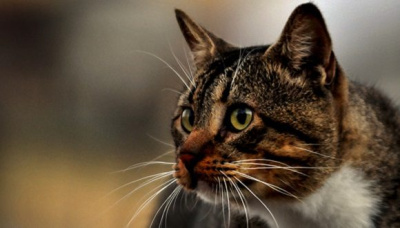 Publican decreto ley de Bienestar Animal en Gaceta Oficial