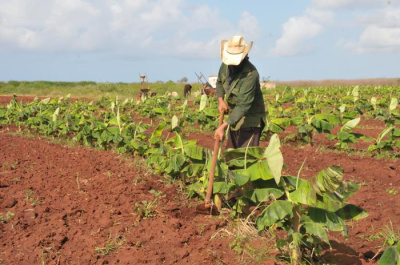 Fortalecer el camino, desde el surco hasta la mesa