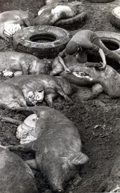 Cuba emite Alerta sanitaria por brote de la peste porcina africana en República Dominicana