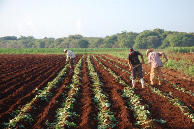 Novedades en el perfeccionamiento de los actores económicos en Cuba