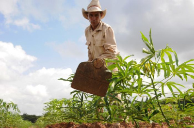 Hombre trabajando la tierra